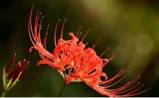 心理测试:你更喜欢哪一朵彼岸花?测出此刻是谁在想你 心理测试:你更喜欢哪一朵彼岸花?测出此刻是谁在想你