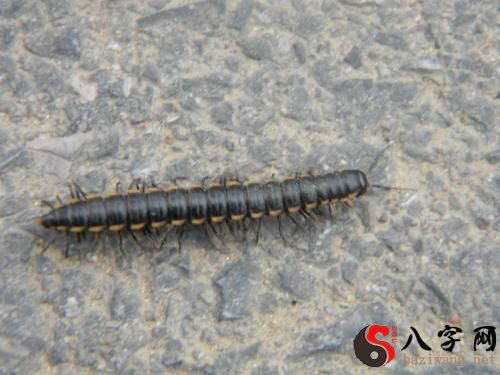 梦见身上掉虫子