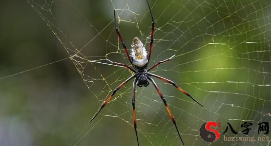 梦见蜘蛛往自己身上爬