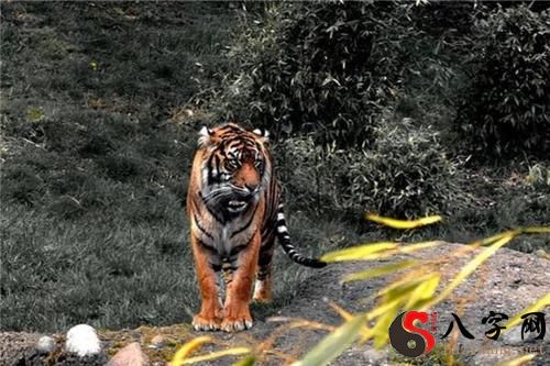 梦见天上发生老虎画面