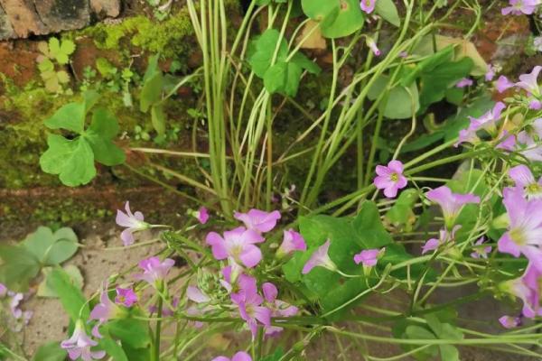 属鸡命最苦的人:生来就有的命运枷锁与奋斗之路 属鸡命最苦的人:生来就有的命运枷锁与奋斗之路