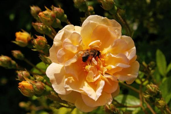 什么样的命是富贵命?揭开命运的神秘面纱! 什么样的命是富贵命?揭开命运的神秘面纱!