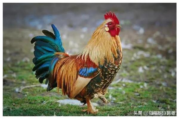 属鸡的1994年是什么命?探索金鸡的风采与人生 属鸡的1994年是什么命?探索金鸡的风采与人生