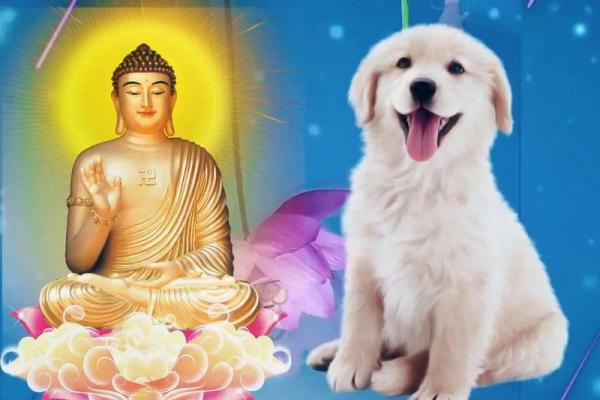 属狗1982年命理解析与人生运势 属狗1982年命理解析与人生运势