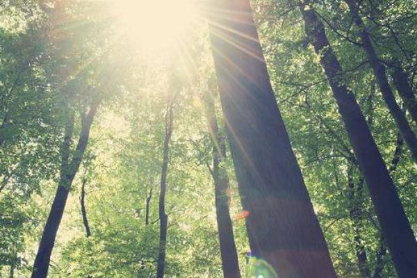 壬寅年正月的干支与命运解析:探索你的生命之旅 壬寅年正月的干支与命运解析:探索你的生命之旅