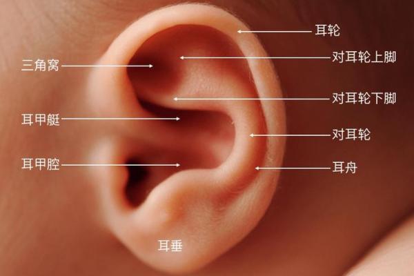 什么样耳朵是最好的命?细说耳朵的秘密与人生哲学 什么样耳朵是最好的命?细说耳朵的秘密与人生哲学