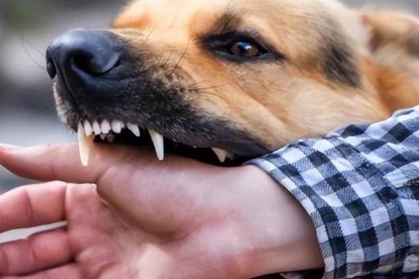 视狗如命:当爱犬成为家庭一员的真谛与体现 视狗如命:当爱犬成为家庭一员的真谛与体现