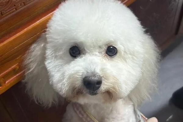 视狗如命:当爱犬成为家庭一员的真谛与体现 视狗如命:当爱犬成为家庭一员的真谛与体现