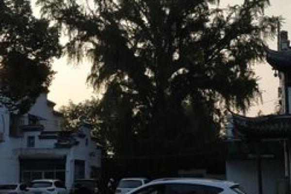 三两三男命苋金解析:神秘命理与人生轨迹的交汇点 三两三男命苋金解析:神秘命理与人生轨迹的交汇点