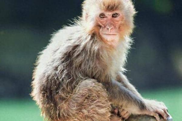 属猴的命不好:命运的困惑与解读 属猴的命不好:命运的困惑与解读