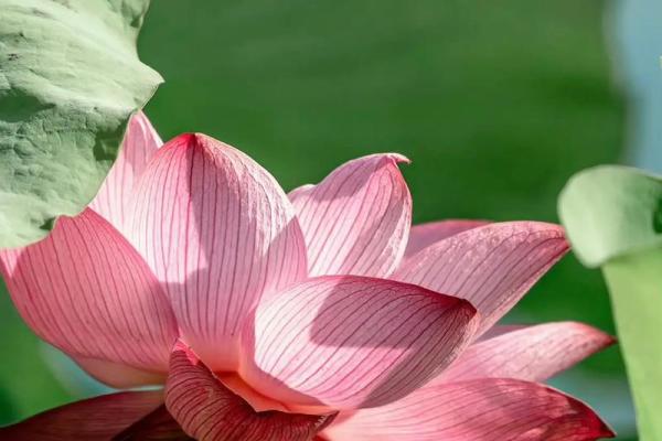 属相福命大揭秘:哪些小孩最具吉祥运势? 属相福命大揭秘:哪些小孩最具吉祥运势?