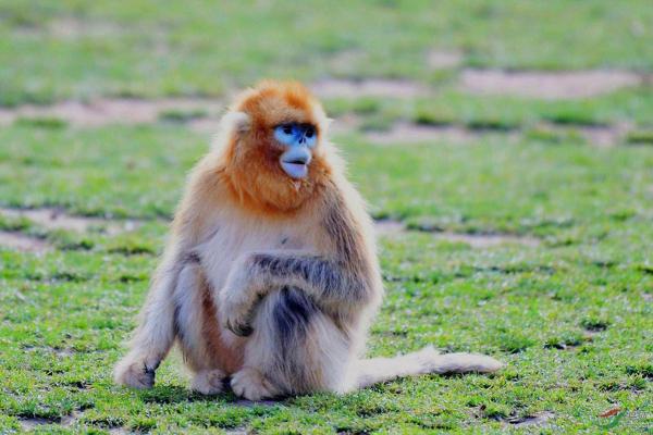 属猴者的五行命理解析:1980年出生的你该如何发掘潜能? 属猴者的五行命理解析:1980年出生的你该如何发掘潜能?