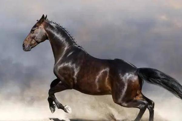 深入解析:属马9月出生的命运与性格特点 深入解析:属马9月出生的命运与性格特点