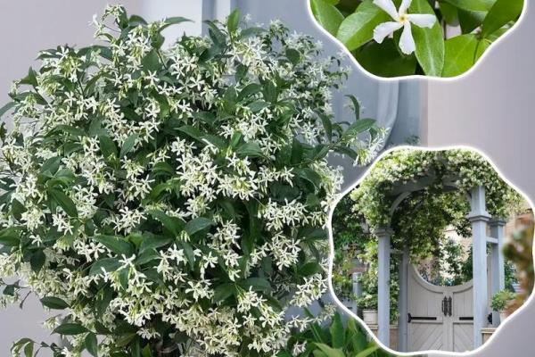 霹雳火命的你,适合养什么植物呢?来看看这些推荐吧! 霹雳火命的你,适合养什么植物呢?来看看这些推荐吧!