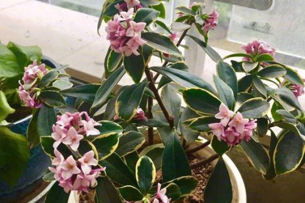 霹雳火命的你,适合养什么植物呢?来看看这些推荐吧! 霹雳火命的你,适合养什么植物呢?来看看这些推荐吧!