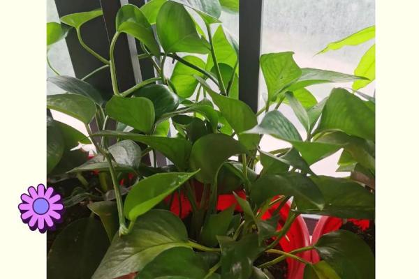 石榴木命的人适合养哪些花卉?让你的家更加生机勃勃! 石榴木命的人适合养哪些花卉?让你的家更加生机勃勃!