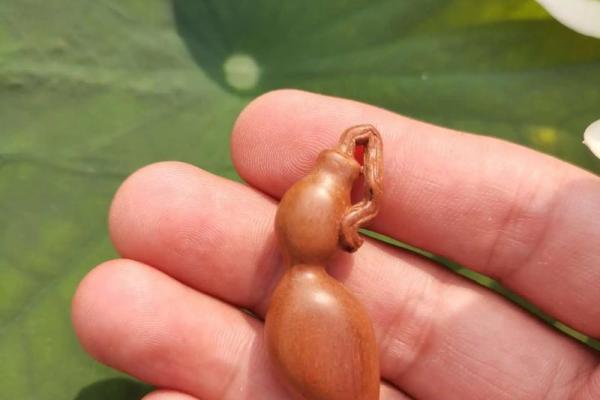 木命人佩戴的吉祥物:助运化煞,旺财增福的秘密武器! 木命人佩戴的吉祥物:助运化煞,旺财增福的秘密武器!