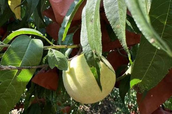 揭开巫妖命匣的神秘面纱:探索不为人知的奥秘与传说 揭开巫妖命匣的神秘面纱:探索不为人知的奥秘与传说