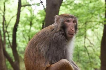 属猴者的五行命理解析：1980年出生的你该如何发掘潜能？