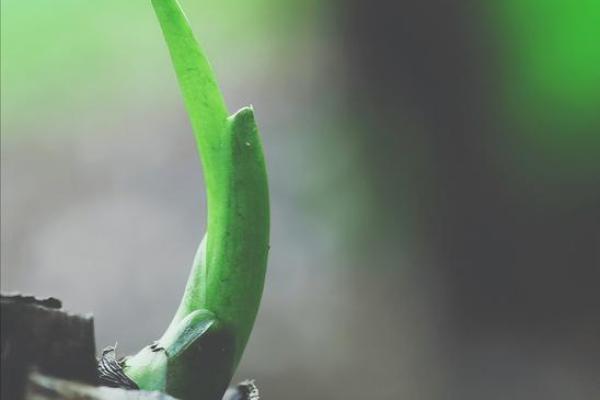 女孩四月初一的命运解析:惊喜与挑战并存的生活旅程 女孩四月初一的命运解析:惊喜与挑战并存的生活旅程