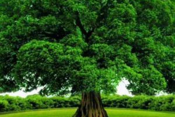 桑柘木命微信头像:一树一世界,灵动人生的完美选择 桑柘木命微信头像:一树一世界,灵动人生的完美选择