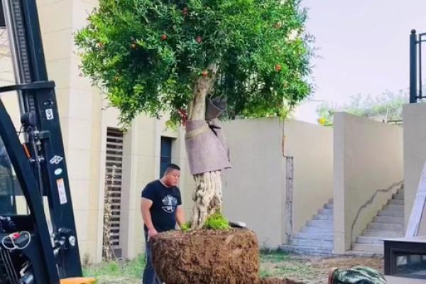 石榴木命的人适合什么命,如何找到最佳搭配? 石榴木命的人适合什么命,如何找到最佳搭配?