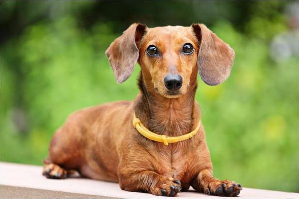 属狗旺金命如何选择适合的职业与生活方式 属狗旺金命如何选择适合的职业与生活方式