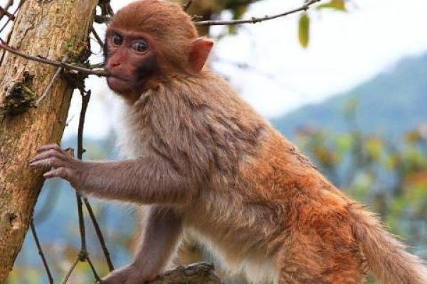 属猴之人年岁增长,命运如何转变?深入解析命理与生活的关联! 属猴之人年岁增长,命运如何转变?深入解析命理与生活的关联!