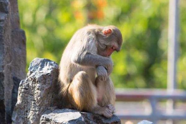 属猴之人年岁增长,命运如何转变?深入解析命理与生活的关联! 属猴之人年岁增长,命运如何转变?深入解析命理与生活的关联!