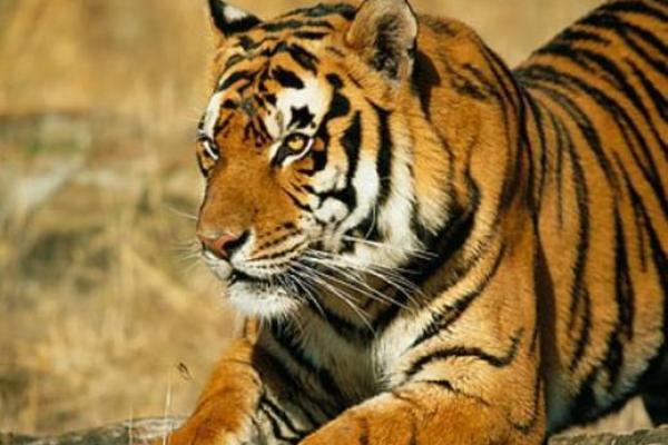 属虎二月生的命运解析:勇敢与智慧的结合之旅 属虎二月生的命运解析:勇敢与智慧的结合之旅