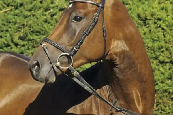 属马的前世今生:探索马年的命运与性格之旅 属马的前世今生:探索马年的命运与性格之旅