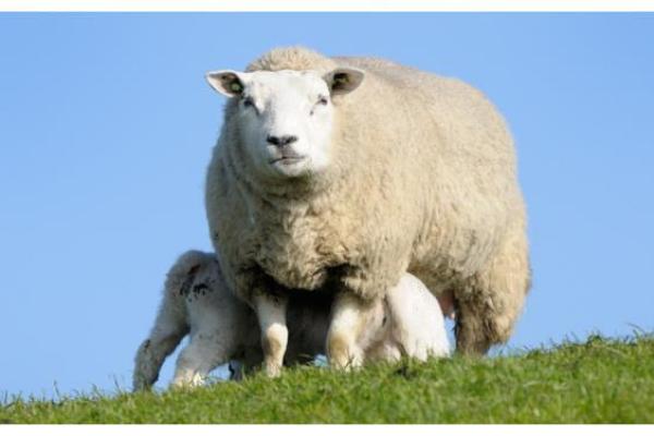 七十九岁属羊的命运解析:温和与智慧的结合 七十九岁属羊的命运解析:温和与智慧的结合