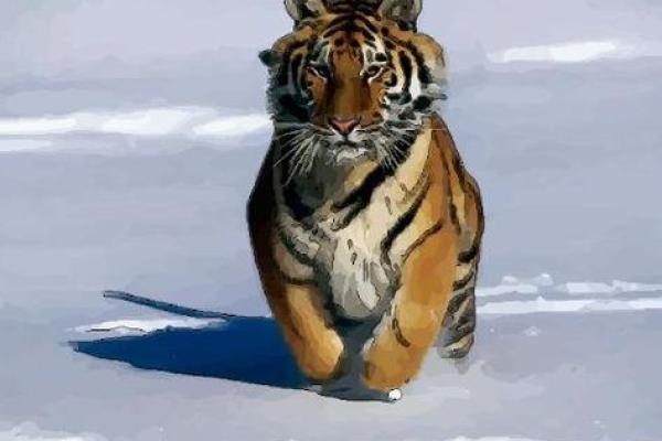 农历11月属虎，如何解读这个命理特征的深刻内涵？