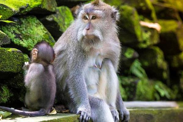 属猴人的真命贵人:揭秘你的命运伙伴与成功密码! 属猴人的真命贵人:揭秘你的命运伙伴与成功密码!