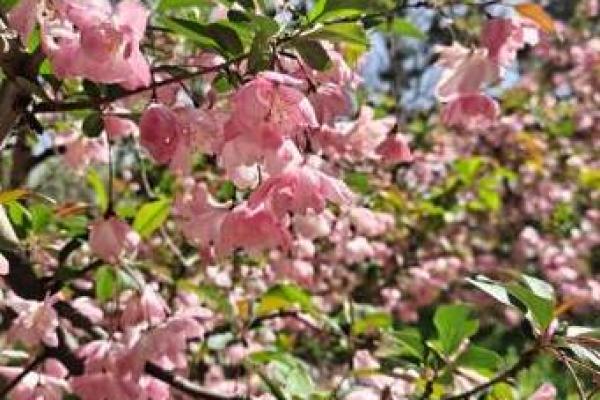 石榴木命女性的完美伴侣:哪些命理更合适? 石榴木命女性的完美伴侣:哪些命理更合适?