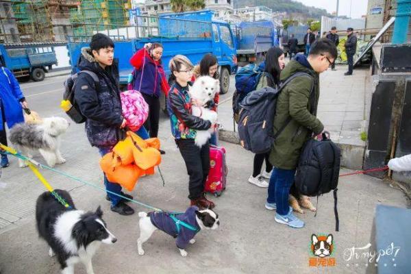 属狗人的前世命运揭秘:忠诚与勇敢的灵魂旅程 属狗人的前世命运揭秘:忠诚与勇敢的灵魂旅程