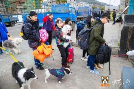 属狗人的前世命运揭秘：忠诚与勇敢的灵魂旅程