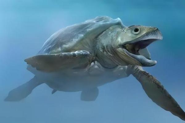 地球上最长寿的动物:揭秘海洋深处的神秘生物 地球上最长寿的动物:揭秘海洋深处的神秘生物