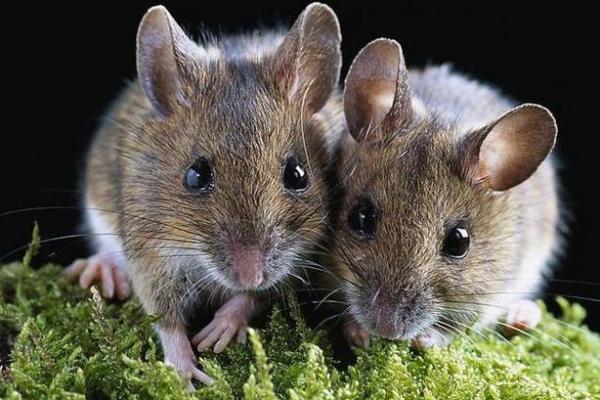 三十一岁属猴女性的命运解析与人生建议 三十一岁属猴女性的命运解析与人生建议