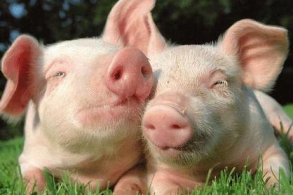 适合养猪的人:性格与命理的完美结合 适合养猪的人:性格与命理的完美结合