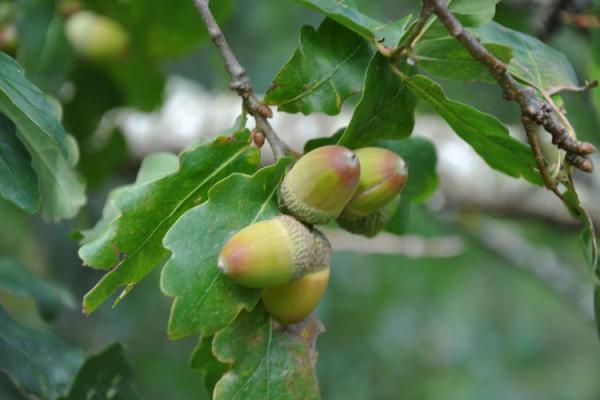 属虎人水命与水果的完美搭配:开启你健康之门的果实之旅! 属虎人水命与水果的完美搭配:开启你健康之门的果实之旅!