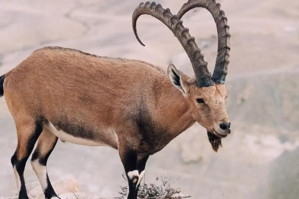 揭秘1967年生肖羊命运:性格、职业与爱情的深度解析 揭秘1967年生肖羊命运:性格、职业与爱情的深度解析