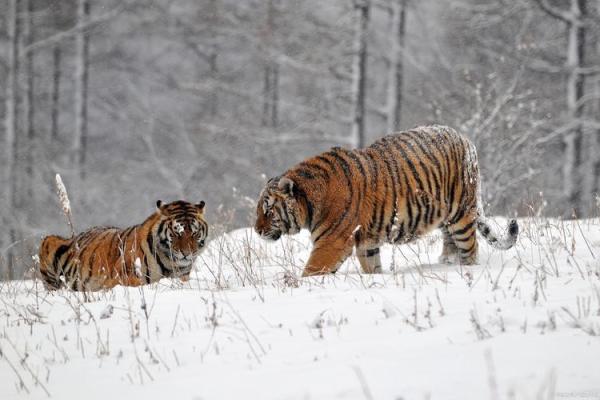 山下火命人士适合养殖哪些动物?解密秘钥让你投资成功! 山下火命人士适合养殖哪些动物?解密秘钥让你投资成功!