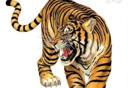 属虎男命与女命的完美搭配：命理角度的深度解析