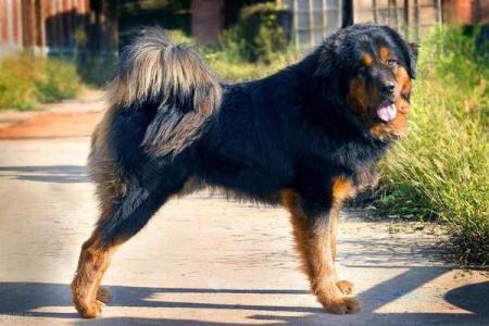 属马狗的命运探秘：忠诚与冒险的完美结合