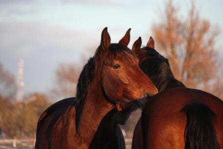 属马3月女出生是什么命运：深度解析与运势预言
