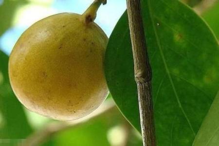 石榴木命的女性：命运与性格的完美交汇