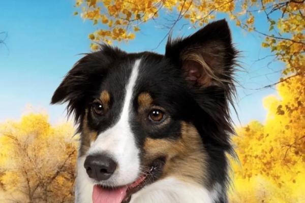 属狗女的水命与手机号码的完美搭配解析 属狗女的水命与手机号码的完美搭配解析