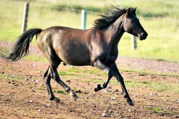 生肖真君子的特质与命运解析 生肖真君子的特质与命运解析