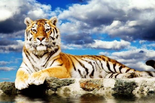 属虎丑时出生的命运解析：探秘天赋与挑战的双重人生